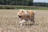CHIEN FINNOIS DE LAPONIE 714